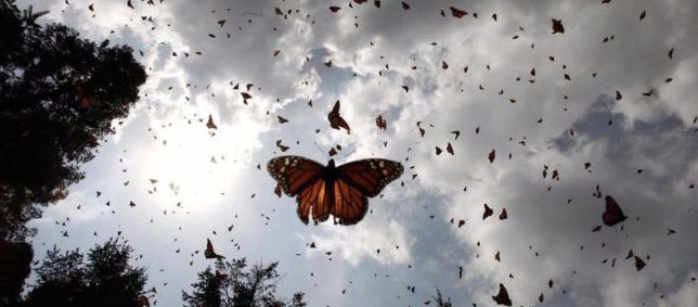 HISTORIAS CURATIVAS: EL EFECTO BUTTERFLY